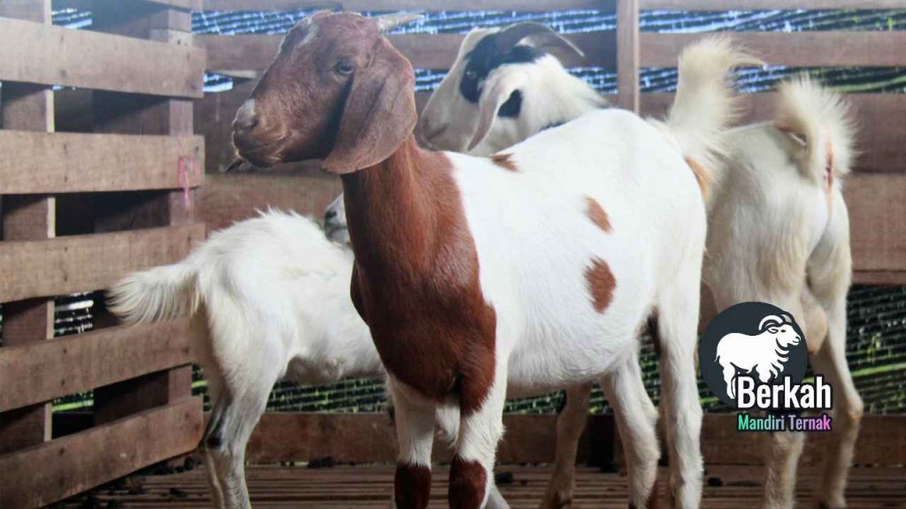 Peternakan kambing Serang Banten: Bibit unggul hasil melimpah