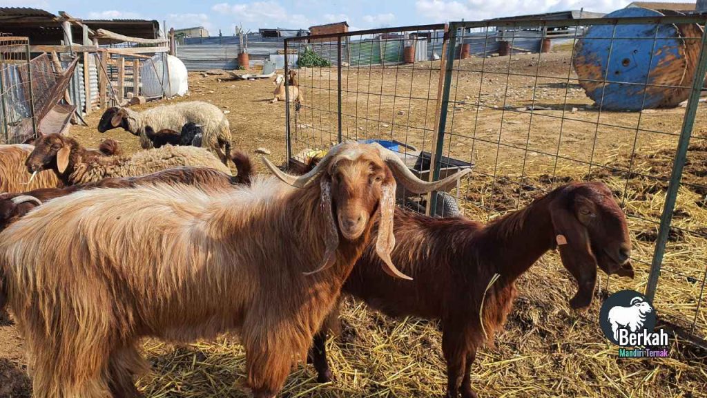 Jual kambing Cibitung Bekasi harga terjangkau stok lengkap