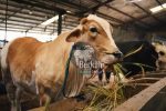 Jual sapi Tangerang qurban sehat bersertifikat resmi