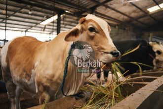 Jual sapi Tangerang qurban sehat bersertifikat resmi