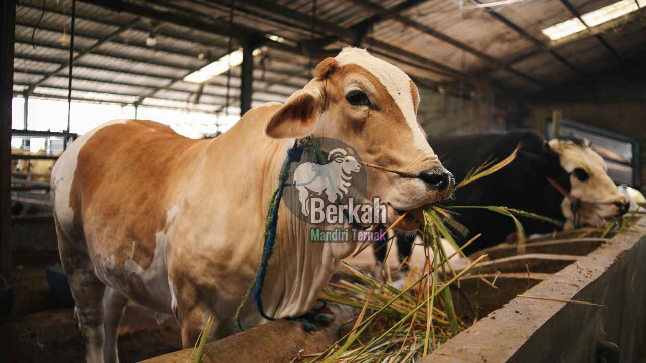 Jual sapi Tangerang qurban sehat bersertifikat resmi
