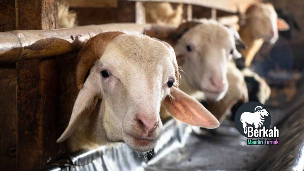 Peternakan kambing Serang Banten: Bibit unggul hasil melimpah