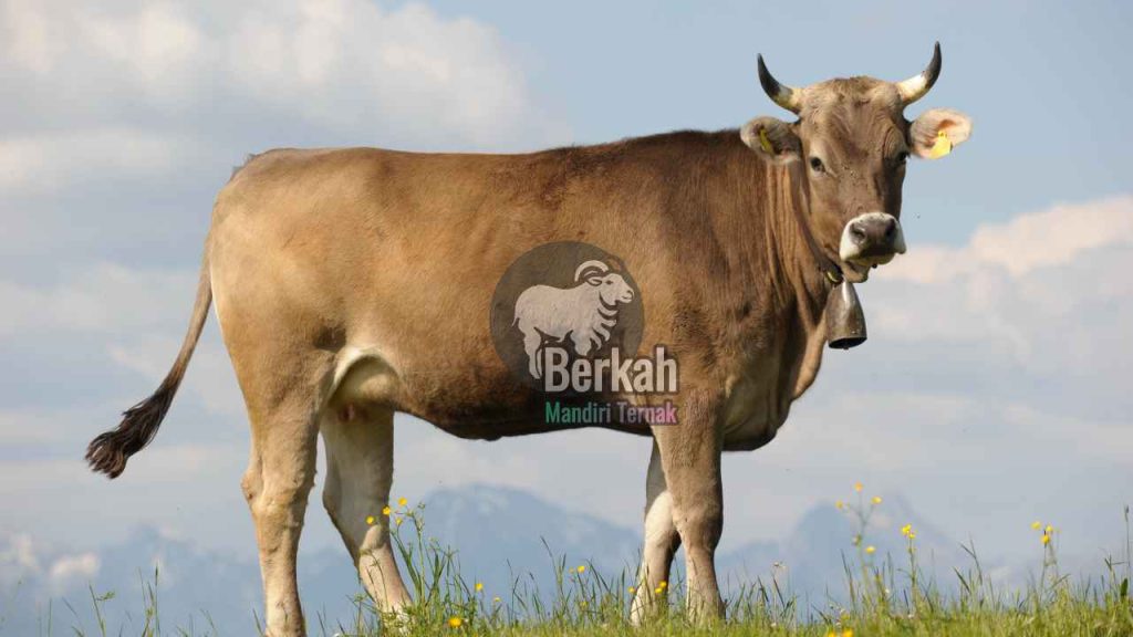 Jual sapi Tangerang qurban sehat bersertifikat resmi