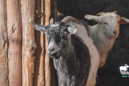 Jual kambing Harapan Indah Bekasi, bibit unggul untuk ternak