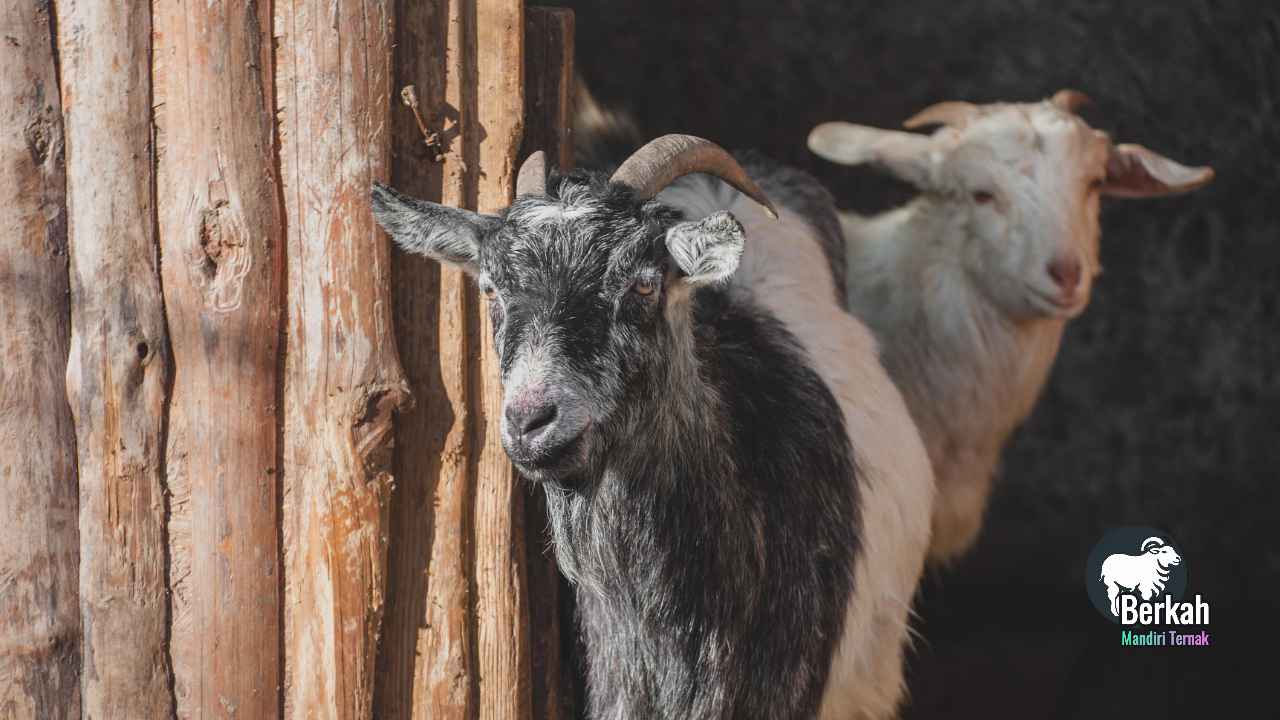 Jual kambing Harapan Indah Bekasi, bibit unggul untuk ternak