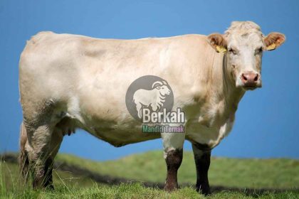 Jual sapi Cikarang Bekasi pilihan terbaik siap antar ke rumah Anda