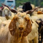Jual kambing Cikarang Bekasi harga murah untuk aqiqah.