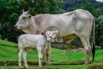 Jual sapi Serang Banten: Berbagai jenis sapi tersedia