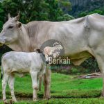 Jual sapi Serang Banten: Berbagai jenis sapi tersedia