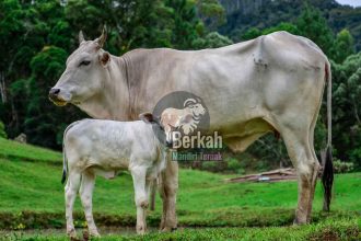 Jual sapi Serang Banten: Berbagai jenis sapi tersedia
