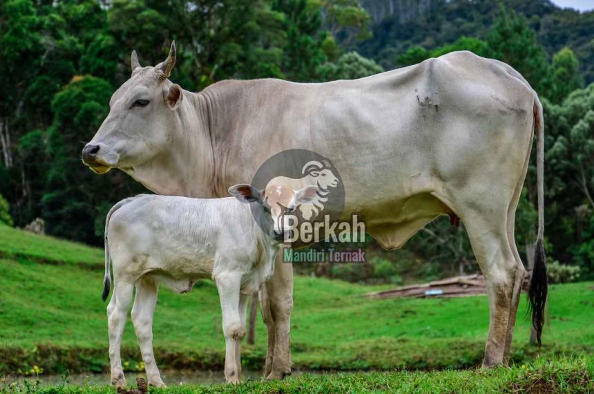 Jual sapi Serang Banten: Berbagai jenis sapi tersedia