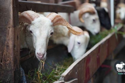 Jual kambing qurban Pondokgede Bekasi harga terbaik
