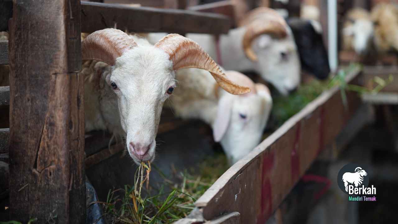 Jual kambing qurban Pondokgede Bekasi harga terbaik