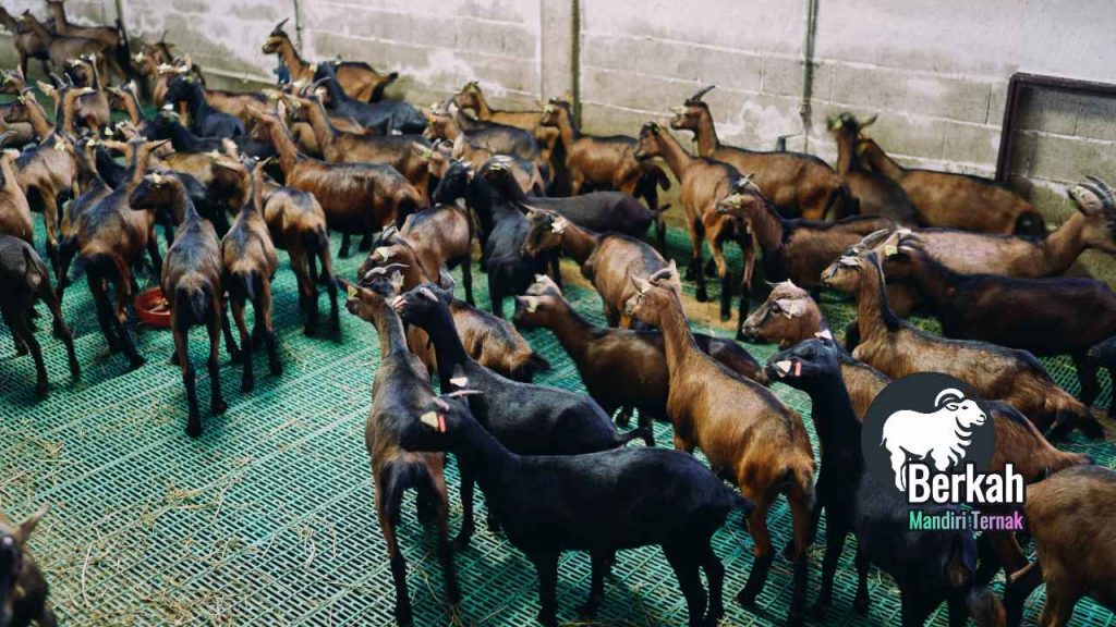 Peternakan Kambing Modern di Indonesia:Peluang Bisnis Menjanjikan