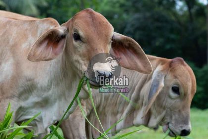 Jual sapi Bekasi Kranji Bekasi Barat harga kurban 2025
