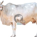 Jual sapi Bekasi Timur siap kirim, gratis ongkir, bibit unggul