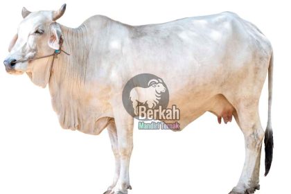 Jual sapi Bekasi Timur siap kirim, gratis ongkir, bibit unggul