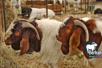 Peternakan kambing Serang Banten: Bibit unggul hasil melimpah