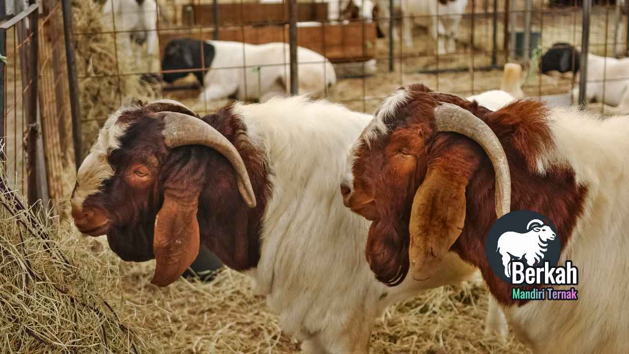 Peternakan kambing Serang Banten: Bibit unggul hasil melimpah