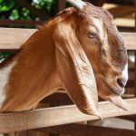 Jual kambing aqiqah Cilincing Jakarta Selatan harga bersaing