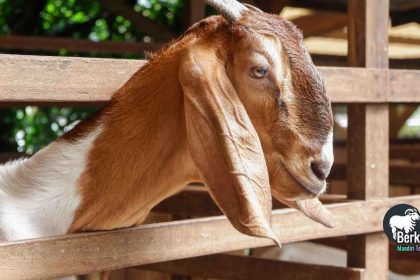 Jual kambing aqiqah Cilincing Jakarta Selatan harga bersaing