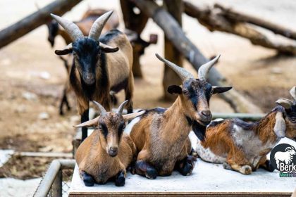 Jual kambing qurban Kemayoran Jakarta Pusat: Pilihan terlengkap
