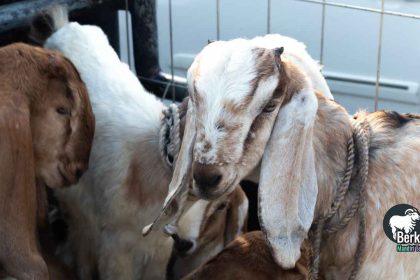 Jual kambing kurban Tebet Jakarta Selatan murah dan sehat
