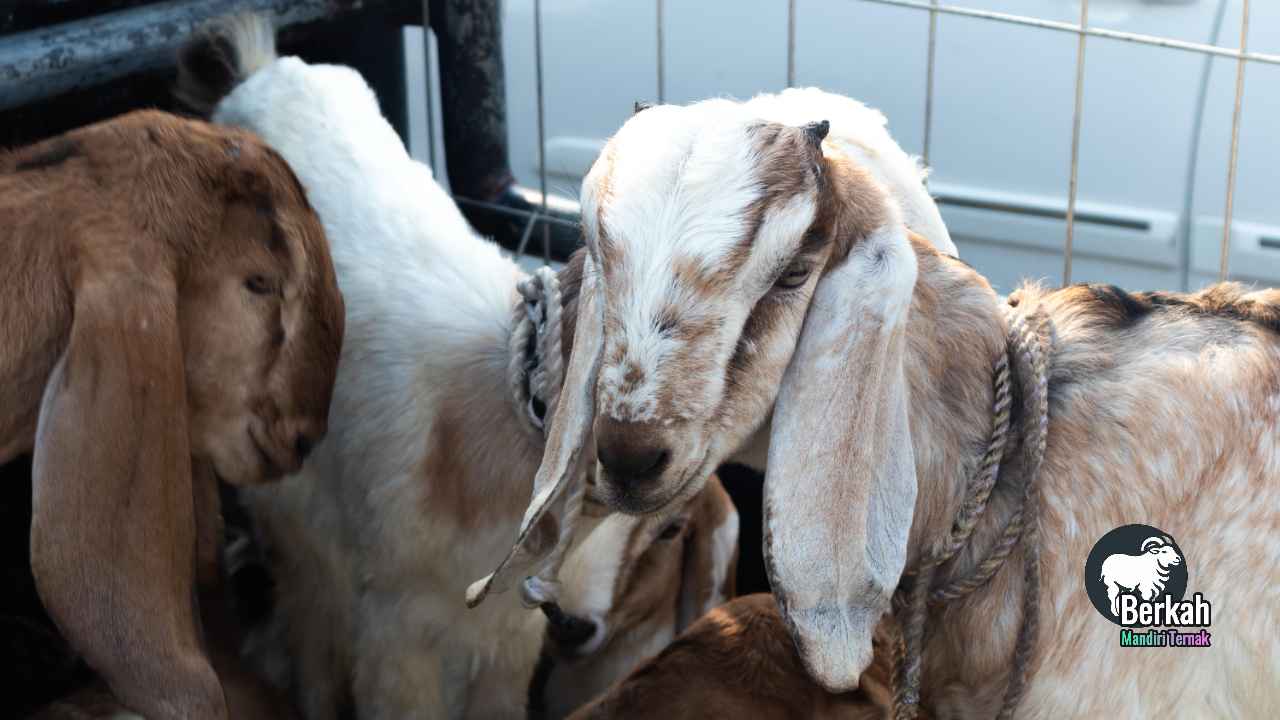 Jual kambing kurban Tebet Jakarta Selatan murah dan sehat