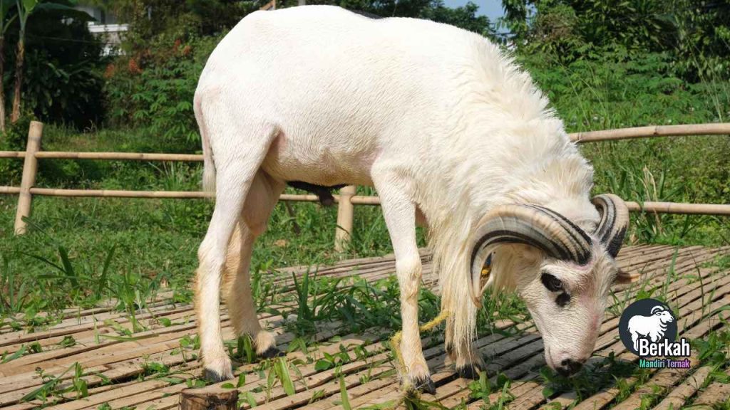 Jual kambing Cinere Depok murah berkualitas tinggi