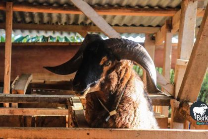 Jual kambing Cinere Depok murah berkualitas tinggi