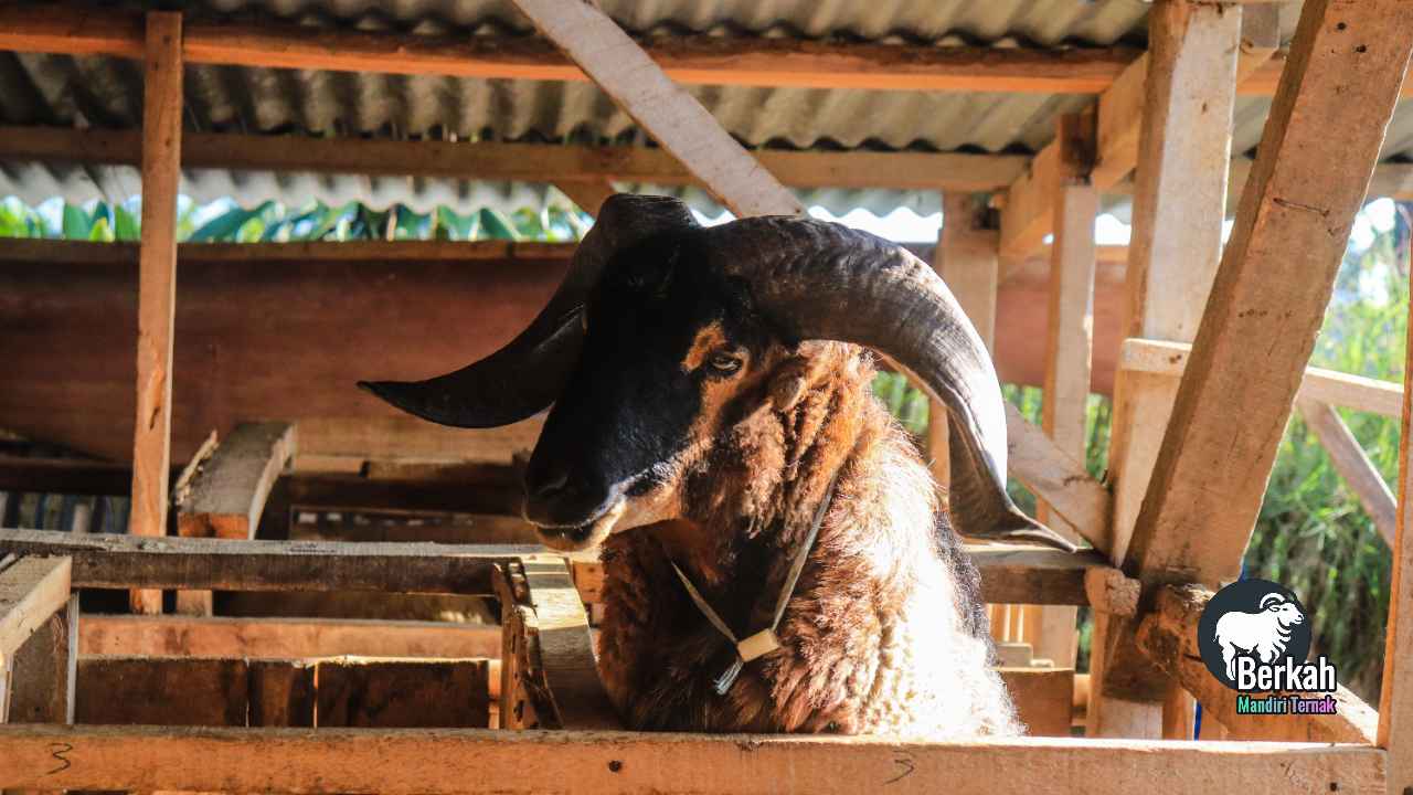 Jual kambing Cinere Depok murah berkualitas tinggi