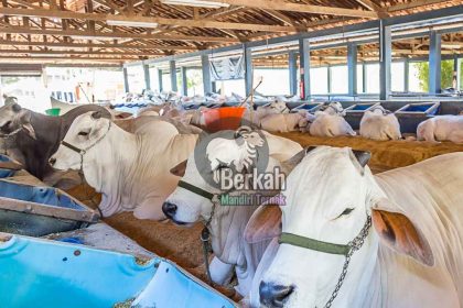 Jual Sapi Cipayung Jakarta Timur: Promo Idul Adha Terdekat