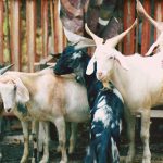 Jual Kambing Kranji Bekasi Barat Kualitas Super