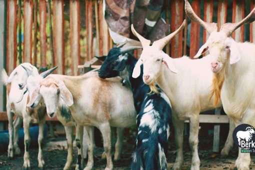 Jual Kambing Kranji Bekasi Barat Kualitas Super