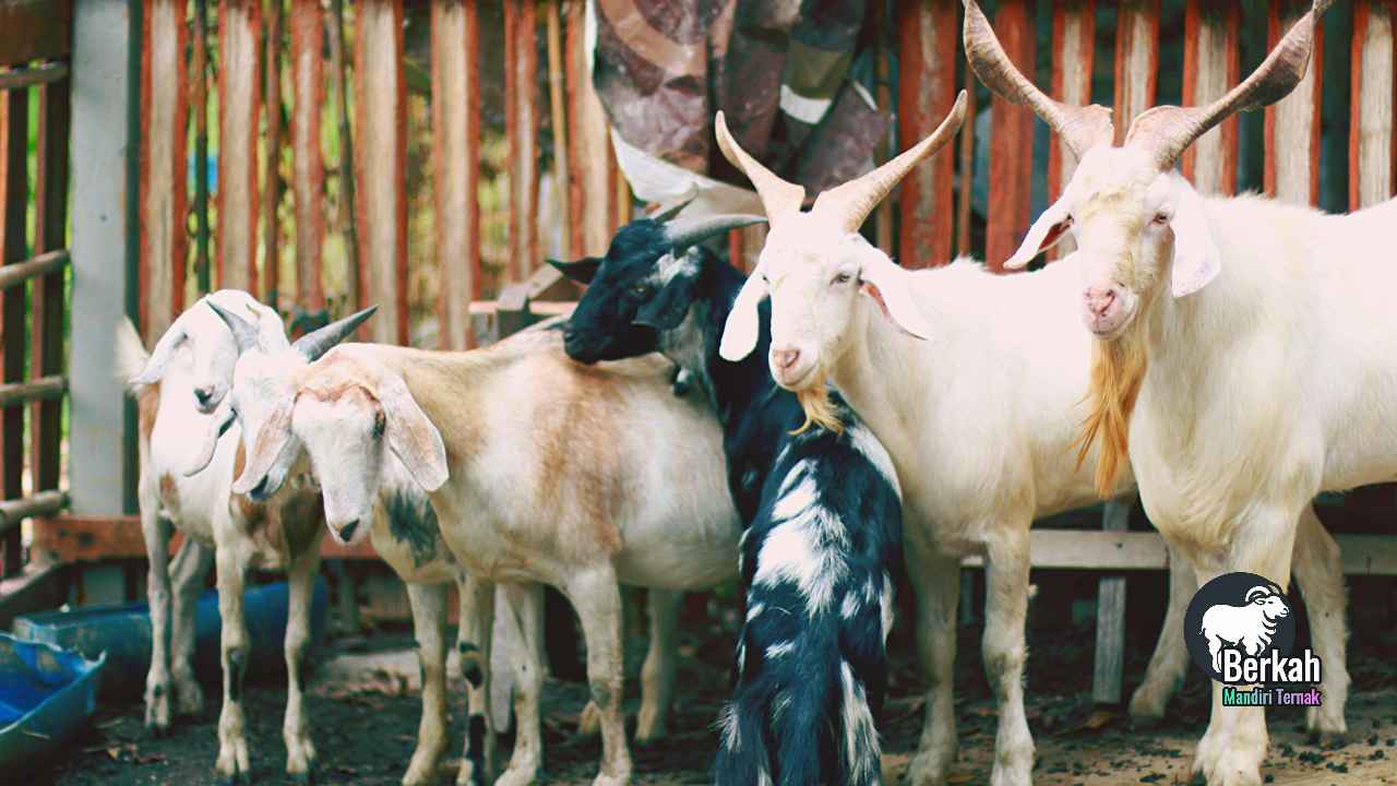 Jual Kambing Kranji Bekasi Barat Kualitas Super