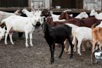 Jual Kambing Babelan Bekasi: Harga Terbaru 2025