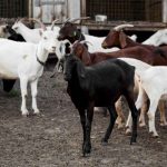 Jual Kambing Babelan Bekasi: Harga Terbaru 2025