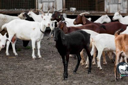 Jual Kambing Babelan Bekasi: Harga Terbaru 2025