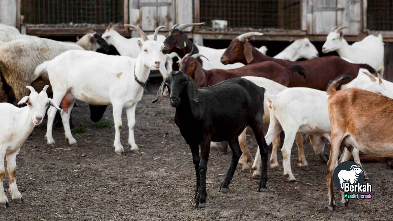 Jual Kambing Babelan Bekasi: Harga Terbaru 2025