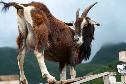 Jual Kambing Indukan Cibubur Jakarta Timur Murah