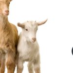 Jual Anak Kambing Murah Setu Bekasi bibit unggul siap ternak