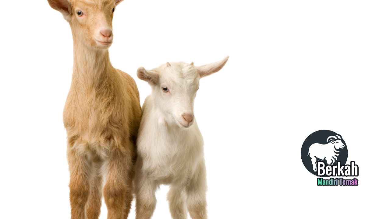 Jual Anak Kambing Murah Setu Bekasi bibit unggul siap ternak