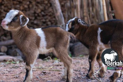 Jual Anak Kambing Cileungsi Bogor: Kualitas Super Unggul