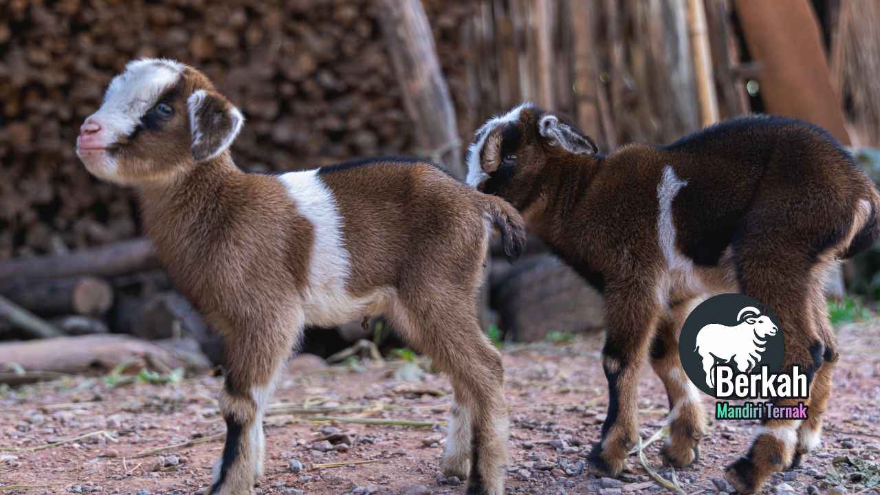 Jual Anak Kambing Cileungsi Bogor: Kualitas Super Unggul