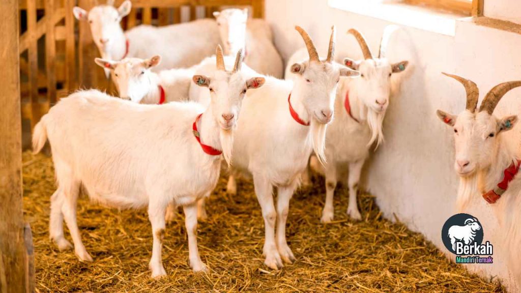 Jual Kambing Babelan Bekasi: Harga Terbaru 2025
