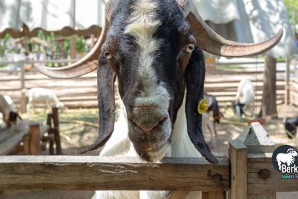Jual kambing Cengkareng Jakarta Barat: harga terbaru 2026