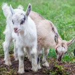 Jual Anak Kambing Cikarang Bekasi Terbaru Harga Bersaing
