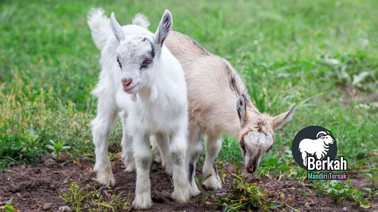 Jual Anak Kambing Cikarang Bekasi Terbaru Harga Bersaing