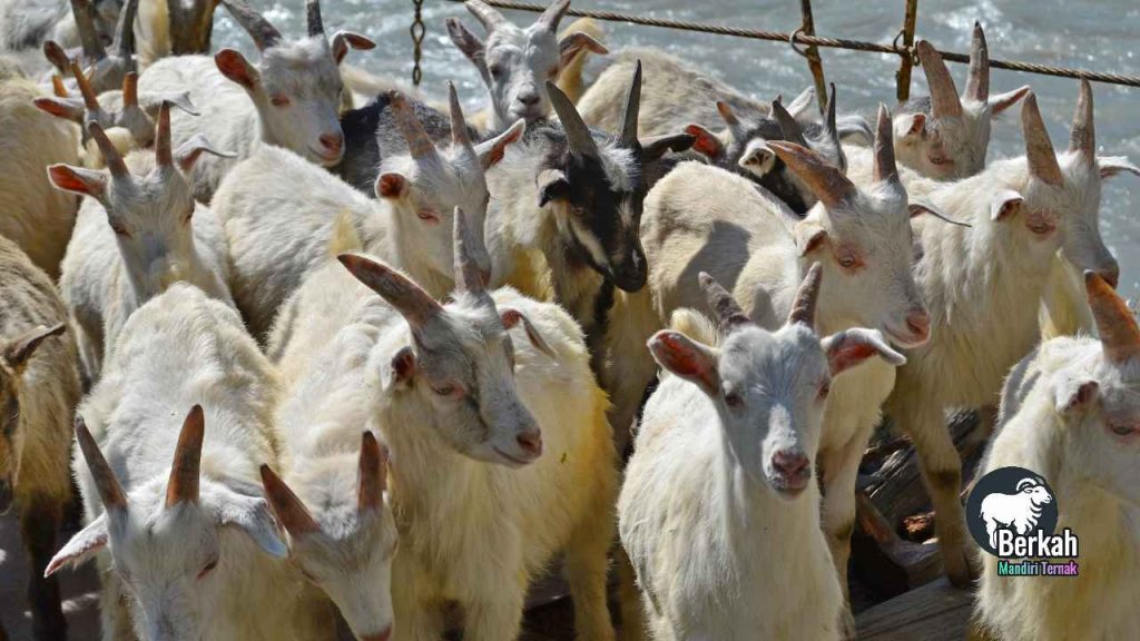 Jual kambing Serang Banten: Terpercaya sejak tahun 2000