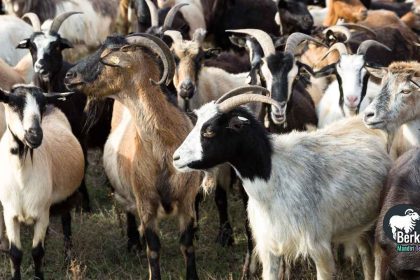 Jual kambing Koja Jakarta Selatan: pusat ternak terpercaya